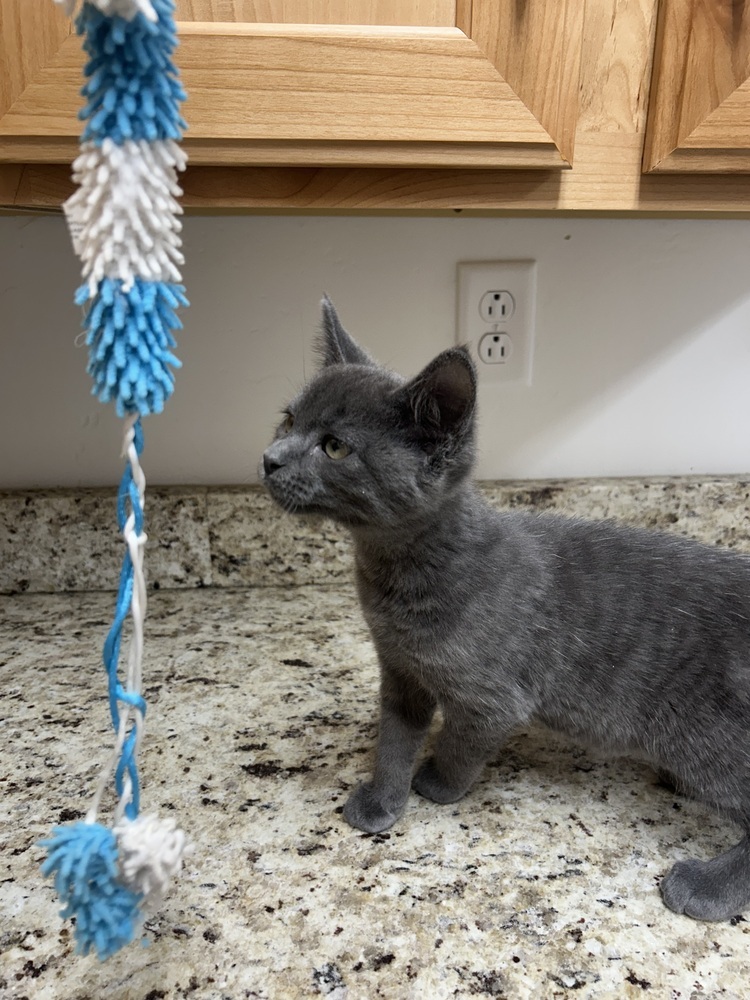 Muff, an adoptable Domestic Medium Hair in Salmon, ID, 83467 | Photo Image 1