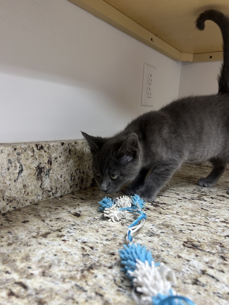 Muff, an adoptable Domestic Medium Hair in Salmon, ID, 83467 | Photo Image 2