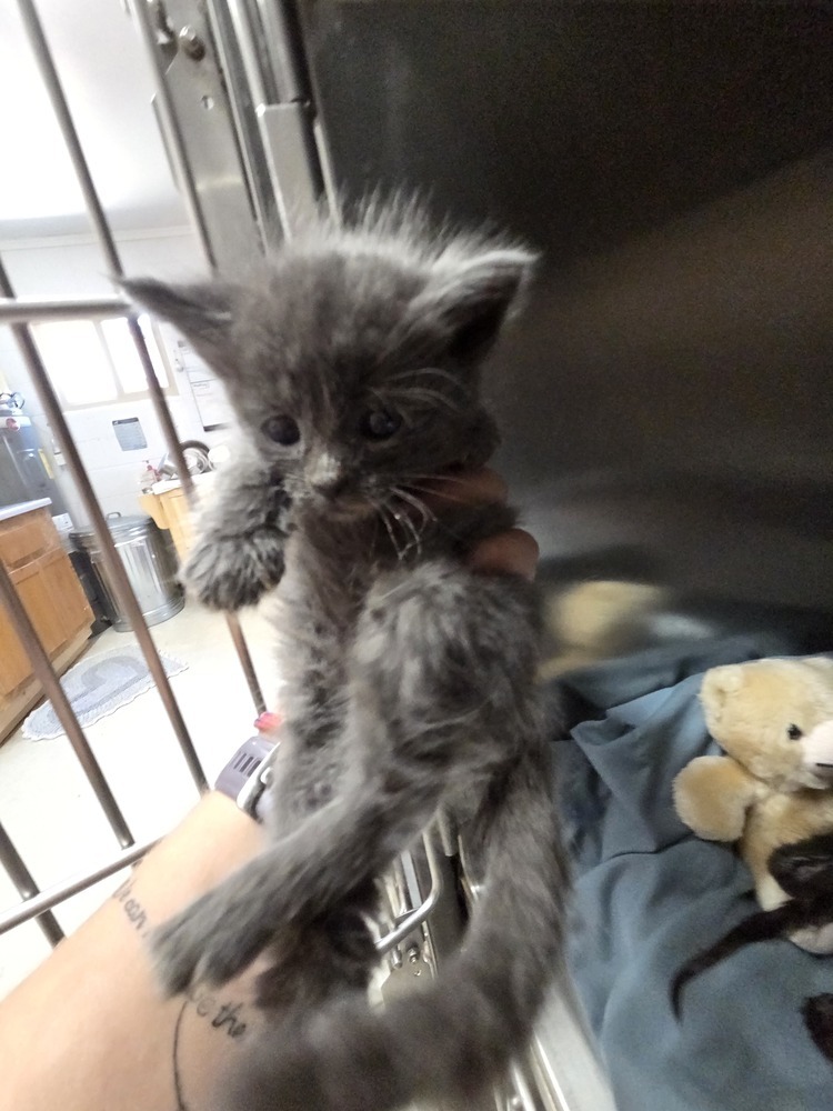 Muff, an adoptable Domestic Medium Hair in Salmon, ID, 83467 | Photo Image 3