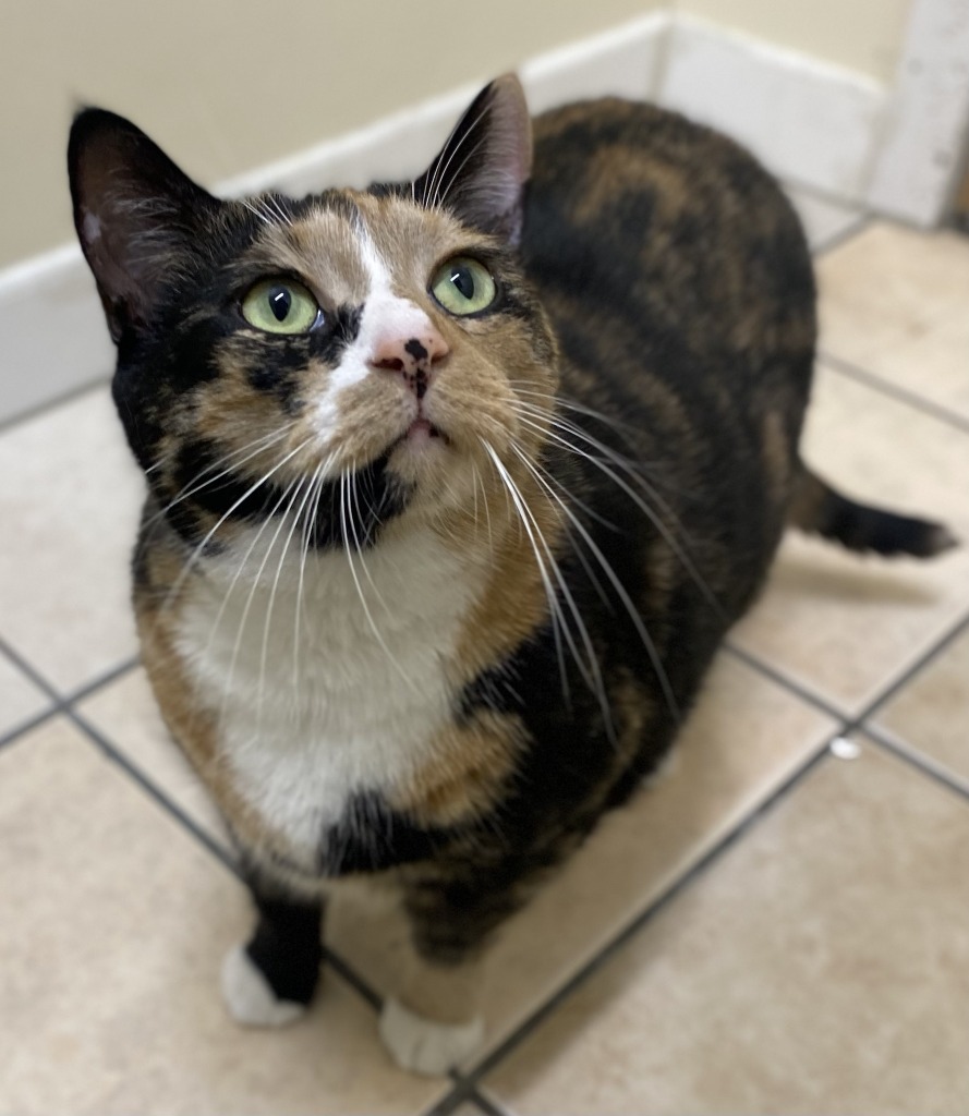 Evie