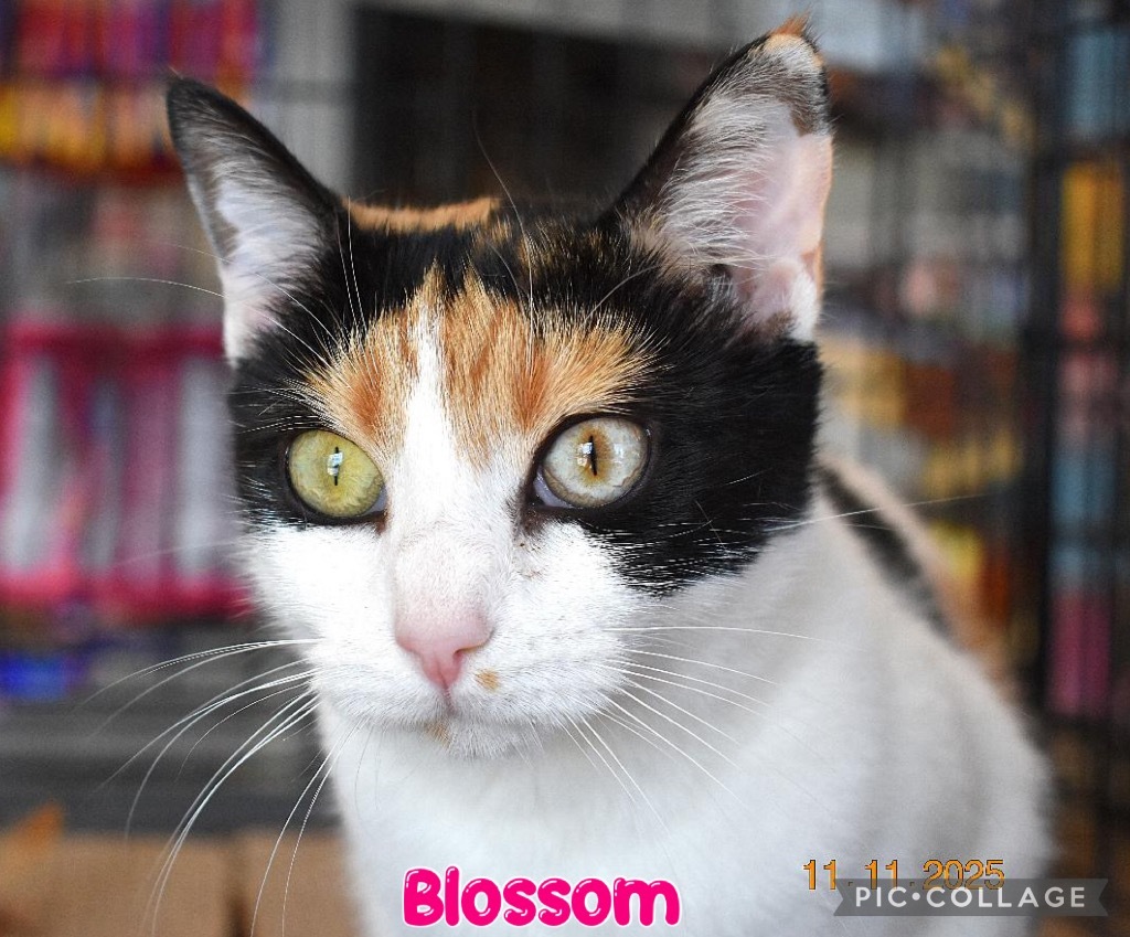 Blossom