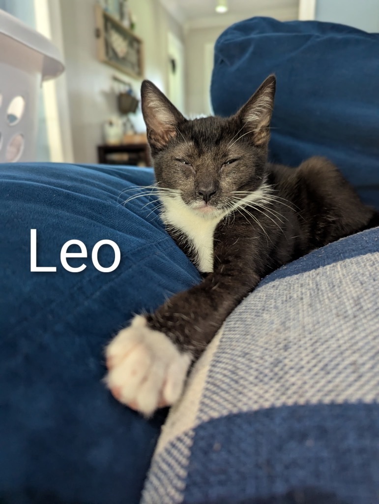 Leo