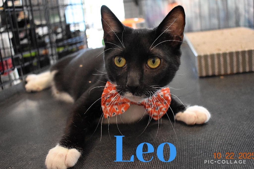 Leo