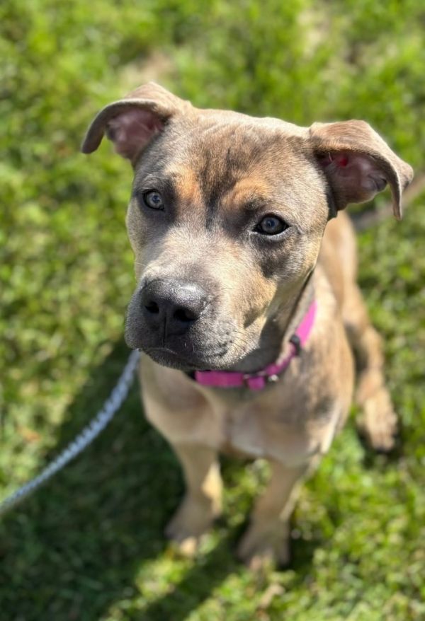 Doc Marten thumbnail 2