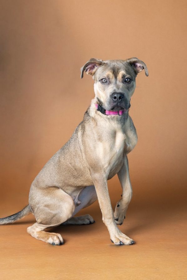 Doc Marten thumbnail 3