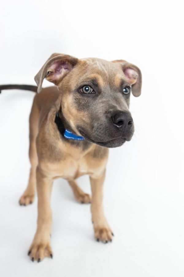 Doc Marten thumbnail 5