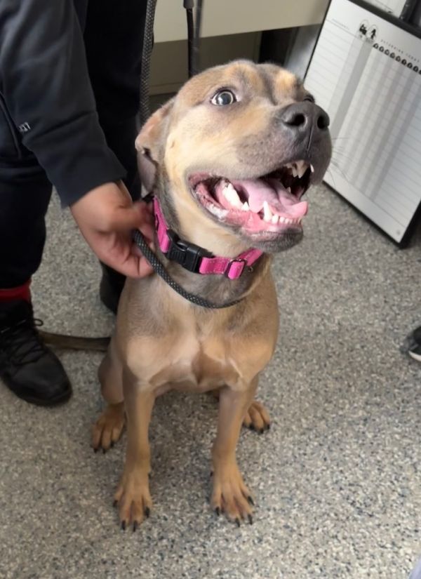 Doc Marten thumbnail 6