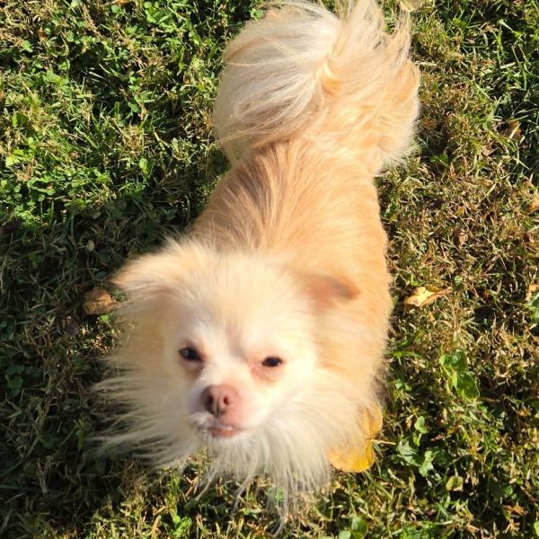 Zeppelin thumbnail 3