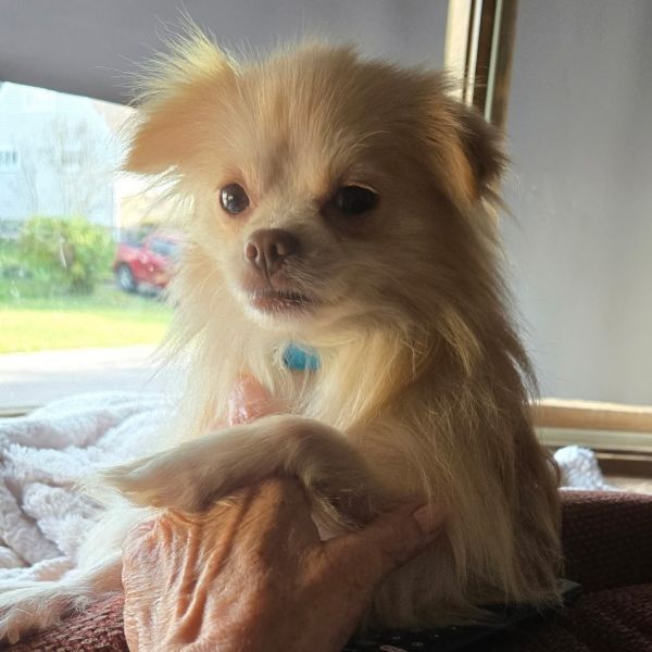 Zeppelin thumbnail 4