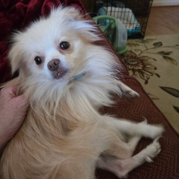 Zeppelin thumbnail 5