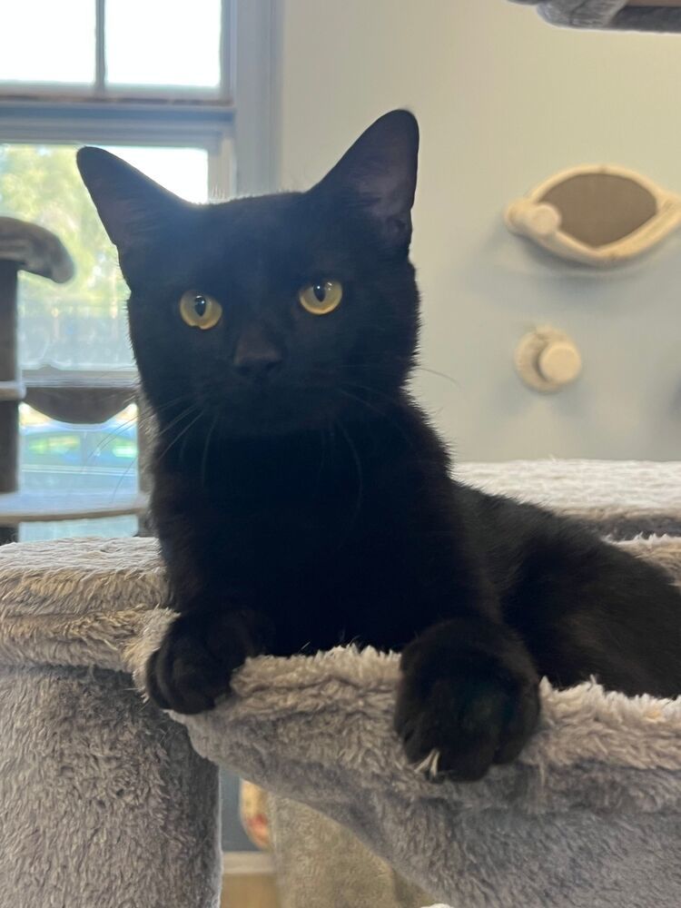 Duane, an adoptable Domestic Short Hair in McPherson, KS, 67460 | Photo Image 1