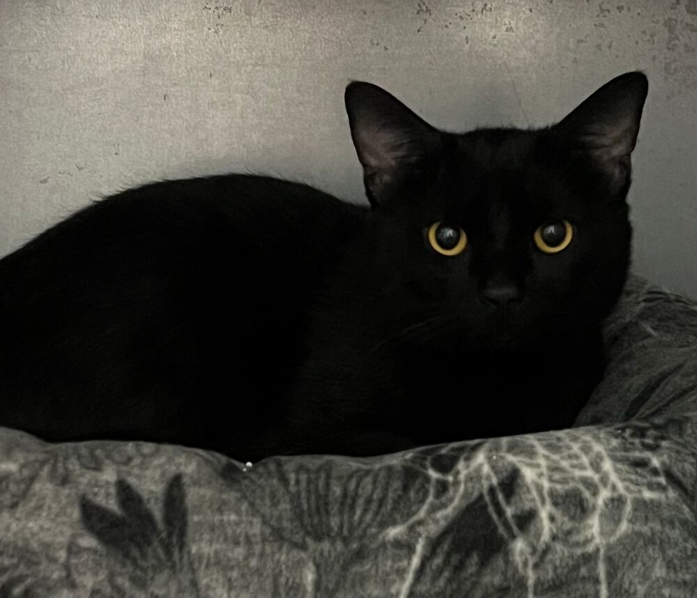 Duane, an adoptable Domestic Short Hair in McPherson, KS, 67460 | Photo Image 2