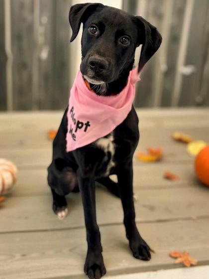 River, an adoptable Labrador Retriever, Mixed Breed in Gwinn, MI, 49841 | Photo Image 1