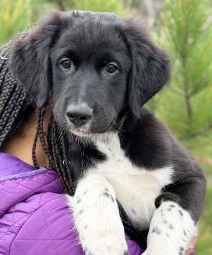 Socks, an adoptable Great Pyrenees, Mixed Breed in Gwinn, MI, 49841 | Photo Image 1