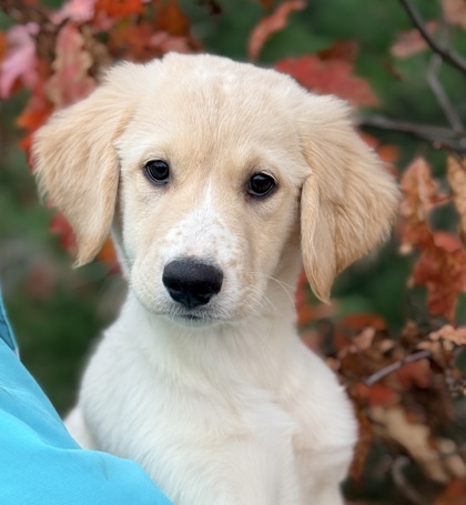 Marshmallow, an adoptable Great Pyrenees, Mixed Breed in Gwinn, MI, 49841 | Photo Image 1