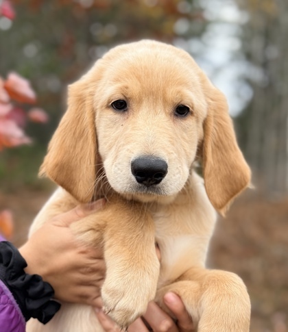 Sir Butterscotch, an adoptable Great Pyrenees, Mixed Breed in Gwinn, MI, 49841 | Photo Image 1