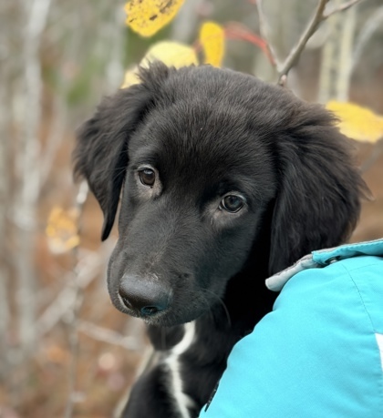 Tippy McGoo, an adoptable Great Pyrenees, Mixed Breed in Gwinn, MI, 49841 | Photo Image 1