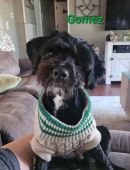 Gomez Addams's profile on Petfinder.com