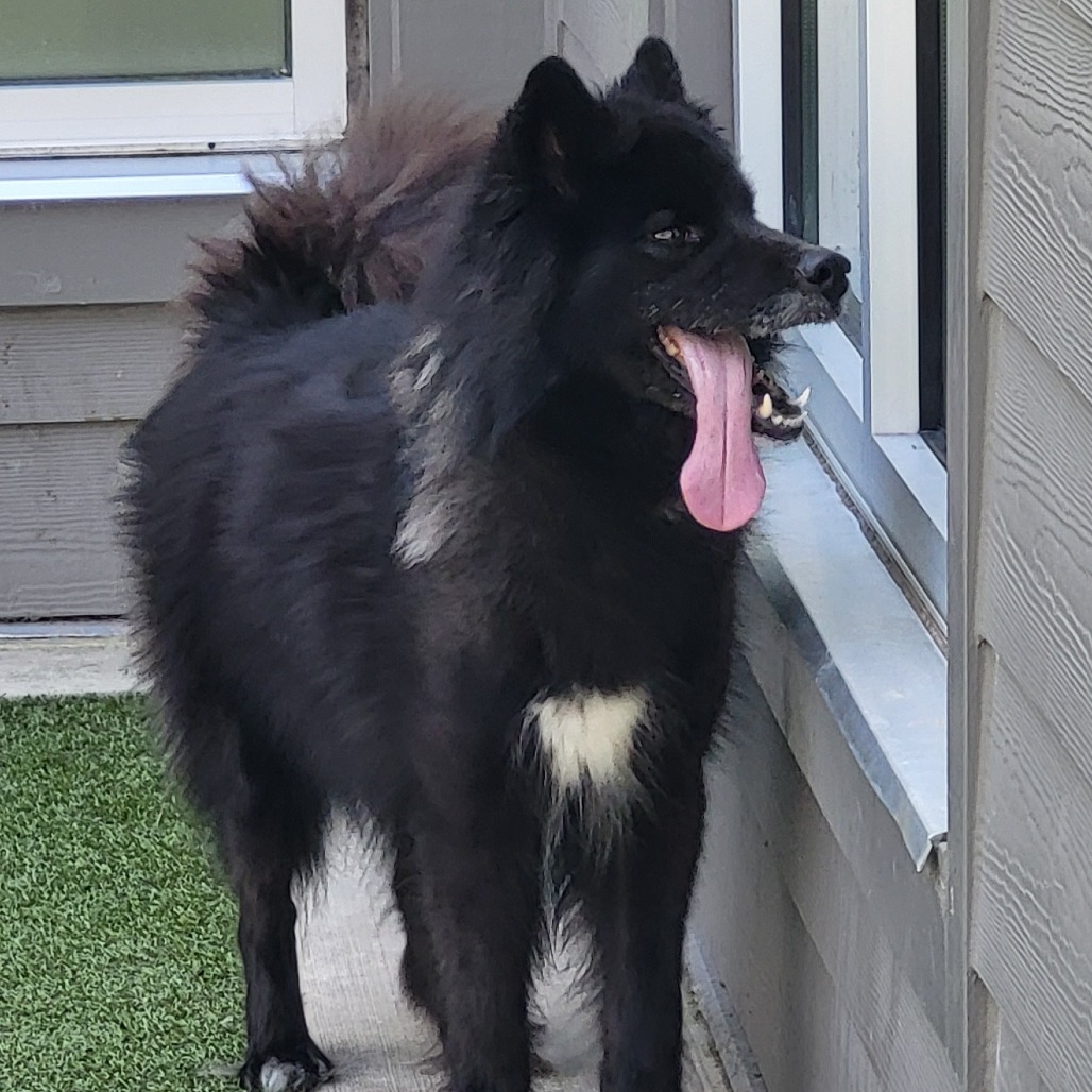 Dora, an adoptable Samoyed, Mixed Breed in Greensboro, NC, 27409 | Photo Image 1