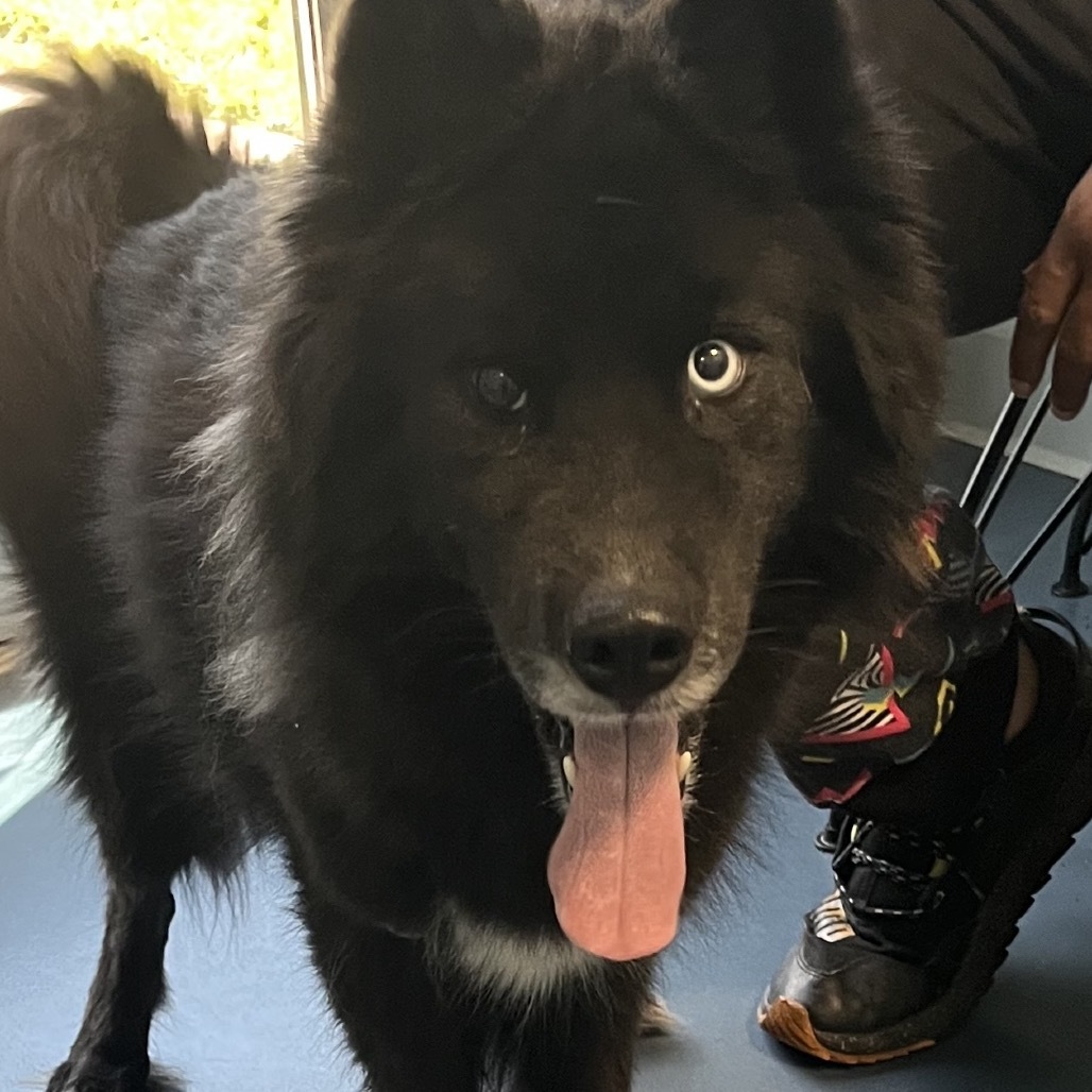 Dora, an adoptable Samoyed, Mixed Breed in Greensboro, NC, 27409 | Photo Image 2