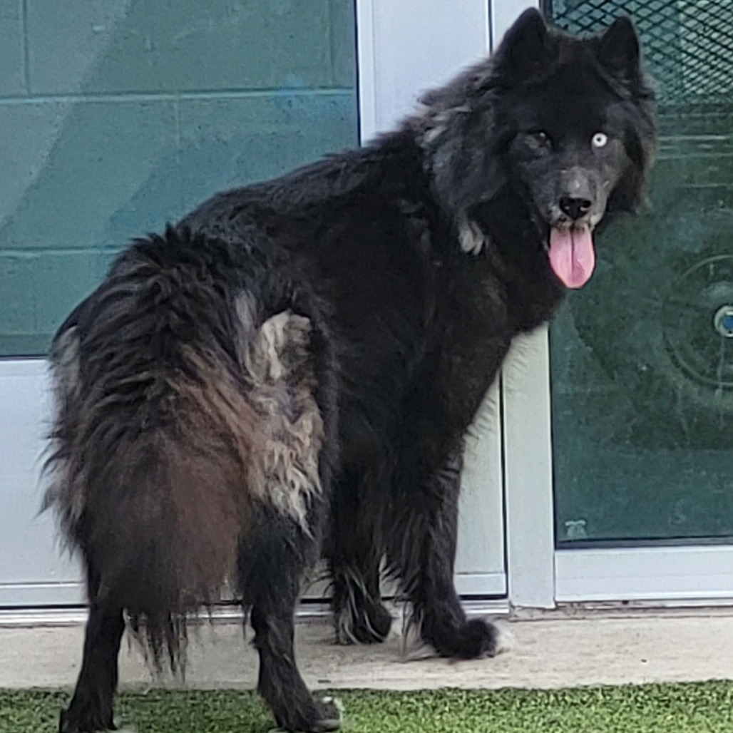 Dora, an adoptable Samoyed, Mixed Breed in Greensboro, NC, 27409 | Photo Image 3