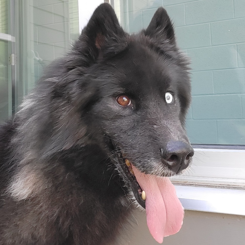 Dora, an adoptable Samoyed, Mixed Breed in Greensboro, NC, 27409 | Photo Image 4
