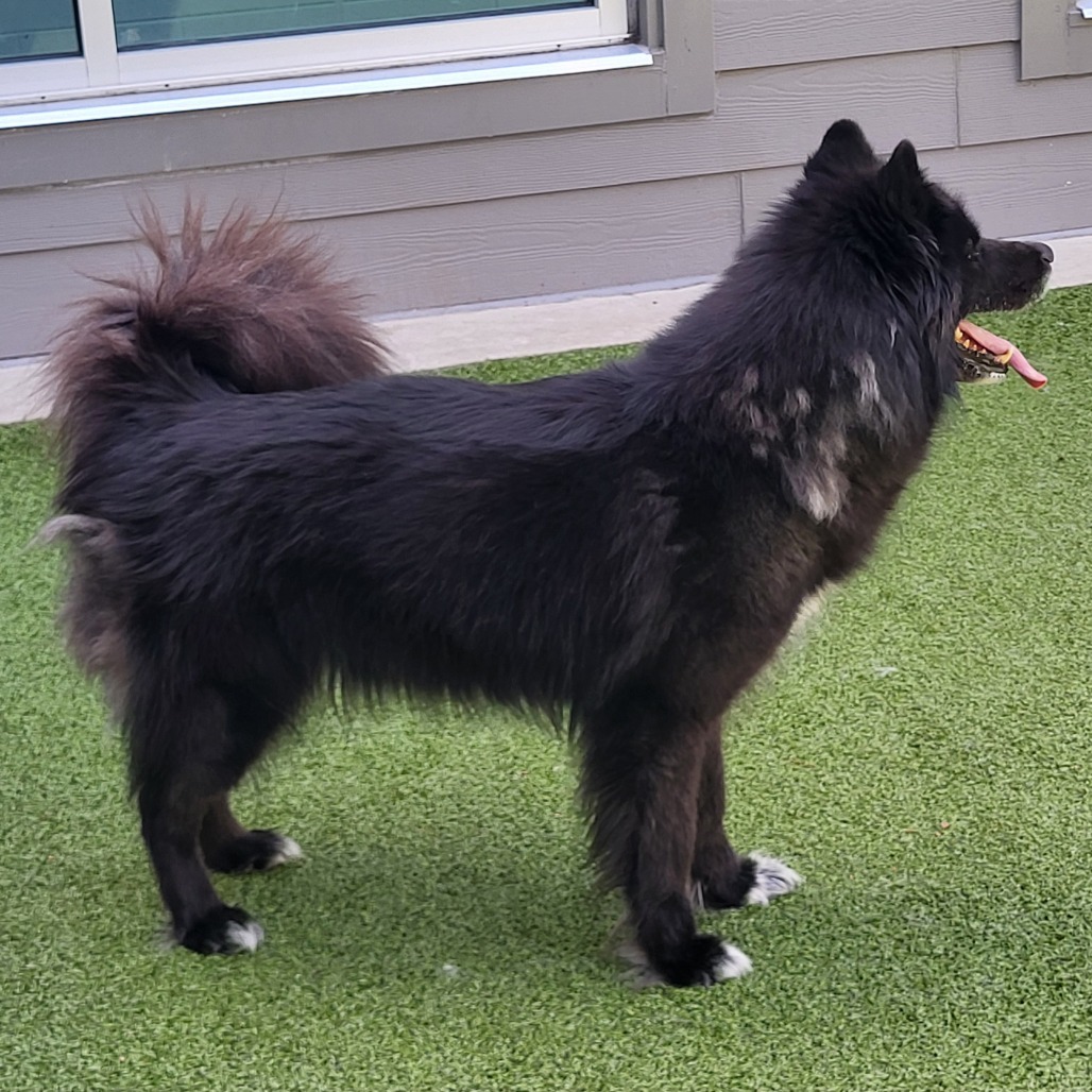 Dora, an adoptable Samoyed, Mixed Breed in Greensboro, NC, 27409 | Photo Image 5