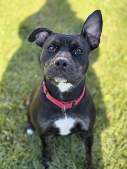 Sadie, an adoptable Pit Bull Terrier, Mixed Breed in Harbor Springs, MI, 49740 | Photo Image 1