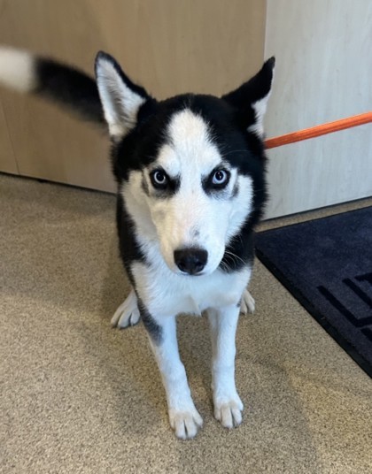 Dottie, an adoptable Siberian Husky, Mixed Breed in Harbor Springs, MI, 49740 | Photo Image 1