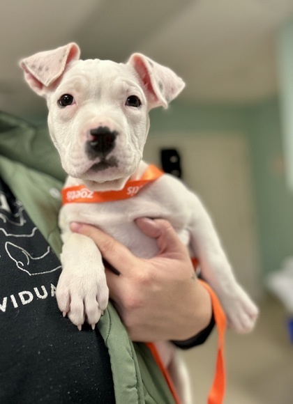 Cannoli, an adoptable Pit Bull Terrier, Mixed Breed in Harbor Springs, MI, 49740 | Photo Image 1