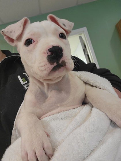 Cannoli, an adoptable Pit Bull Terrier, Mixed Breed in Harbor Springs, MI, 49740 | Photo Image 2