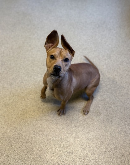Autumn, an adoptable Pit Bull Terrier, Mixed Breed in Harbor Springs, MI, 49740 | Photo Image 1