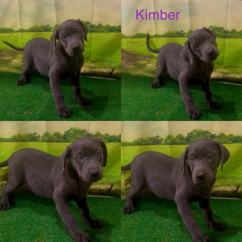 Kimber