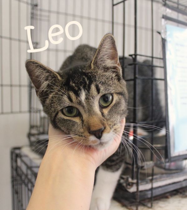 Leo