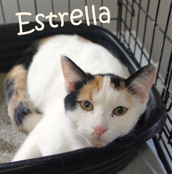 Estrella thumbnail 2