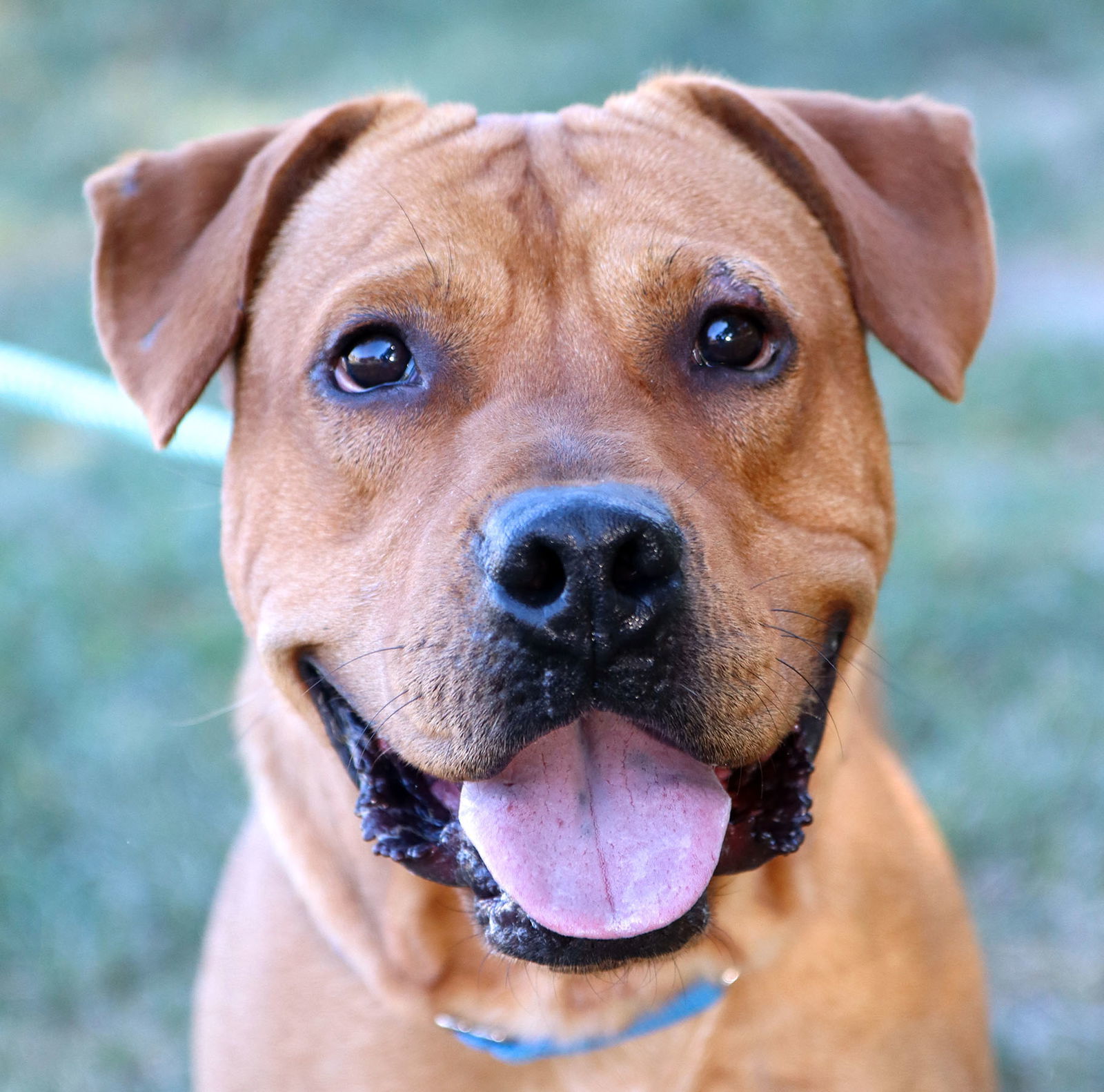 Atticus, an adoptable Bullmastiff in Kansas City, MO, 64114 | Photo Image 3
