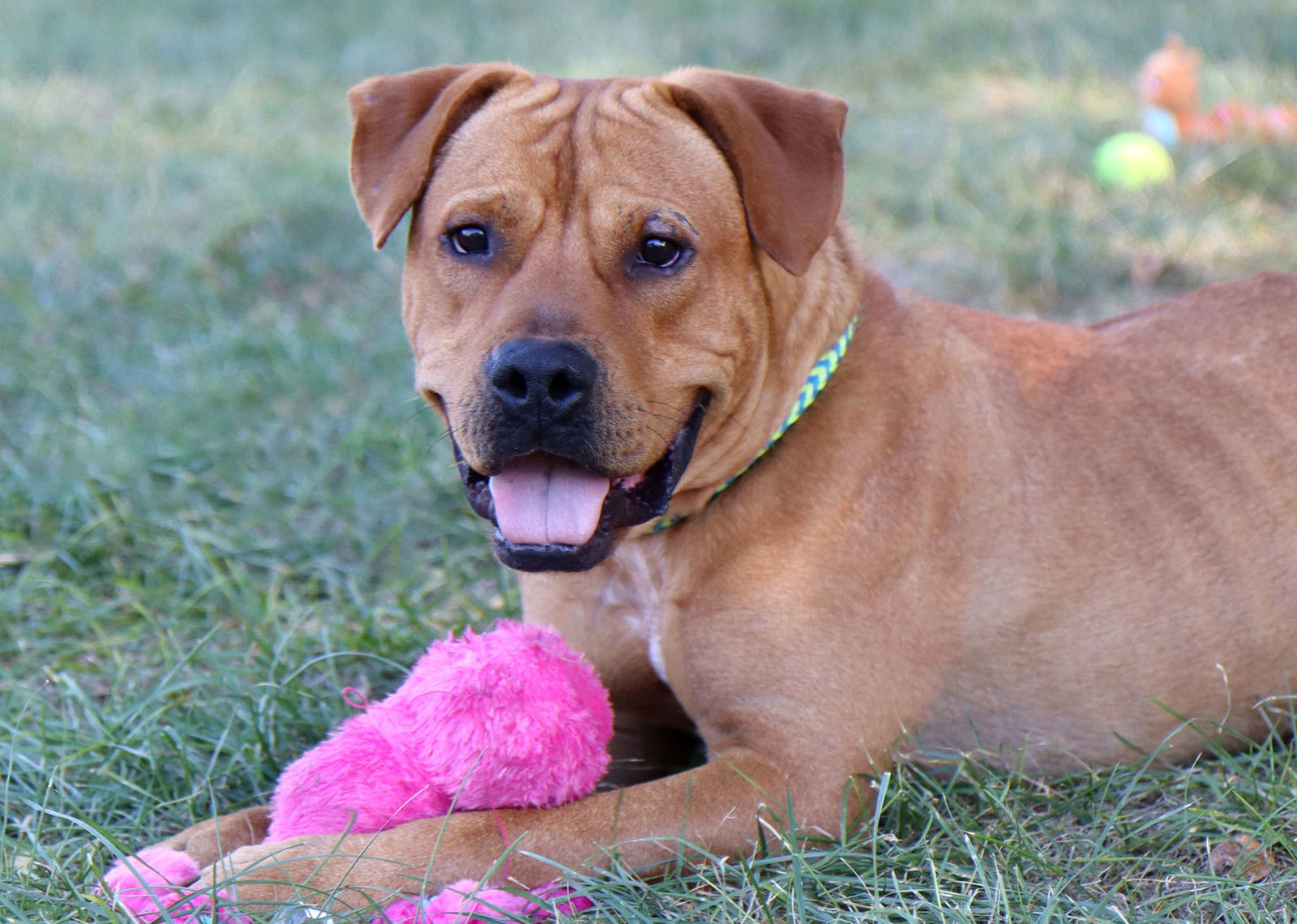 Atticus, an adoptable Bullmastiff in Kansas City, MO, 64114 | Photo Image 4
