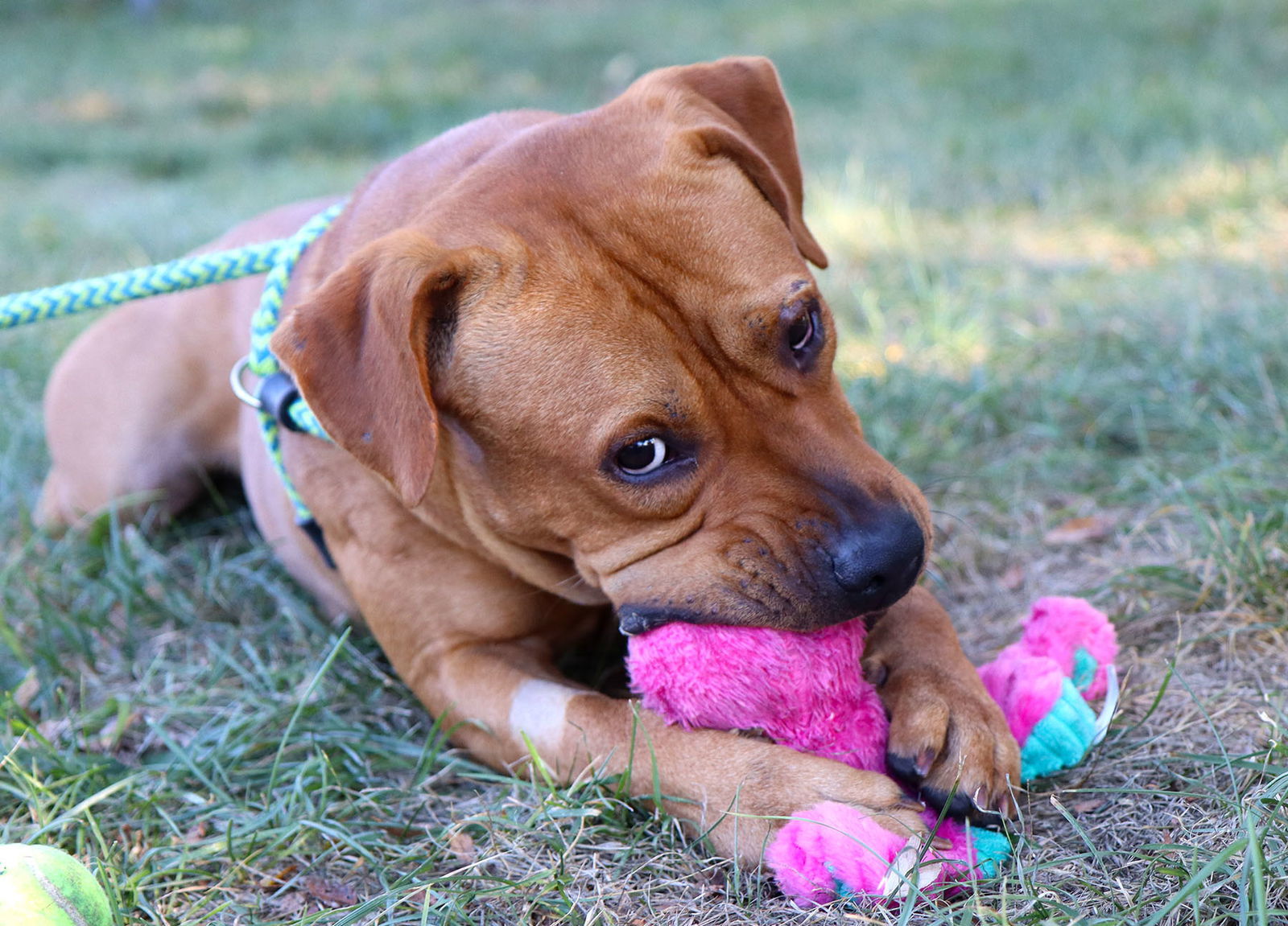 Atticus, an adoptable Bullmastiff in Kansas City, MO, 64114 | Photo Image 6