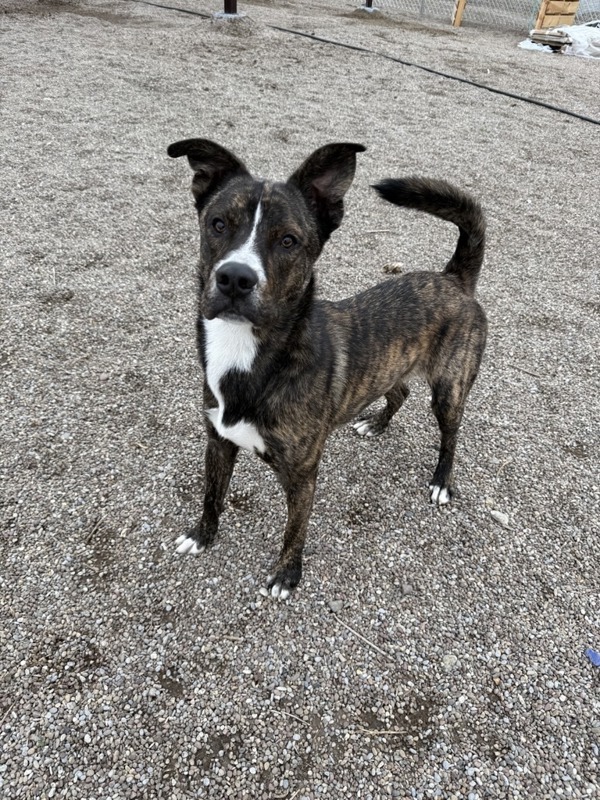 Gus, an adoptable Mixed Breed in Great Falls, MT, 59405 | Photo Image 2