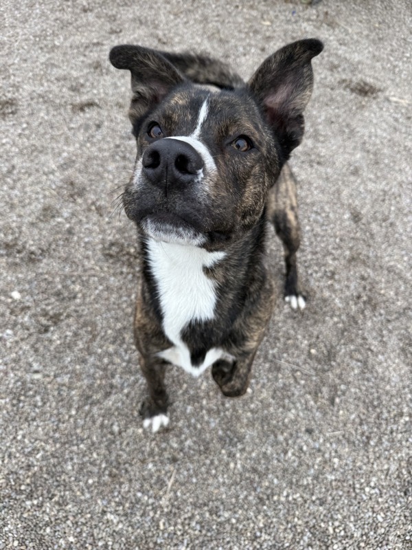 Gus, an adoptable Mixed Breed in Great Falls, MT, 59405 | Photo Image 3
