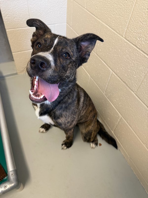 Gus, an adoptable Mixed Breed in Great Falls, MT, 59405 | Photo Image 4