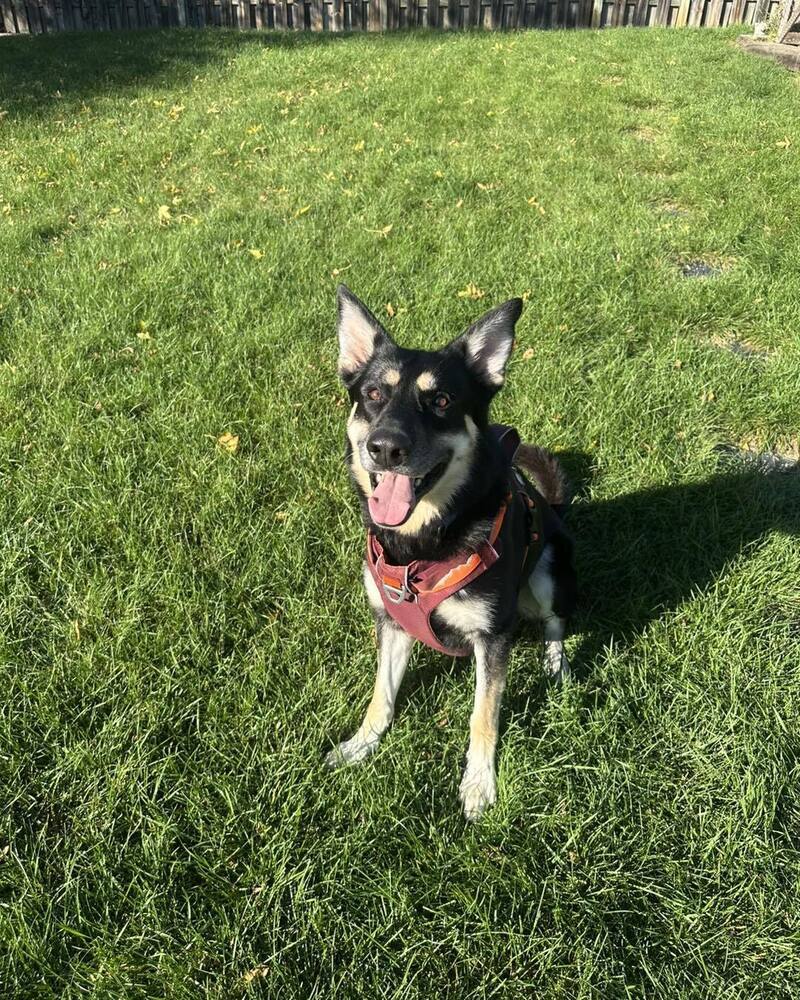 Buckie, an adoptable Mixed Breed in Mandan, ND, 58554 | Photo Image 1