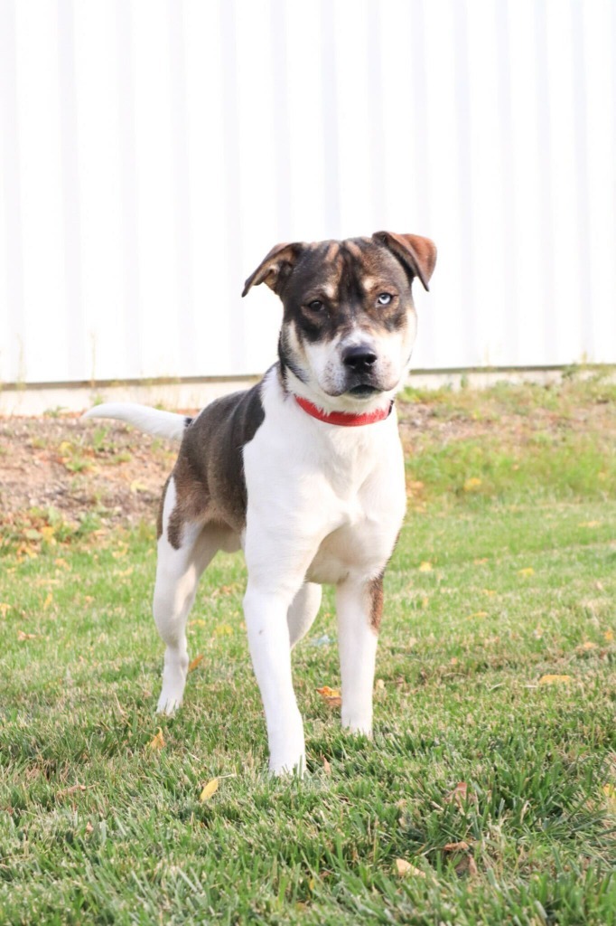 Pablo, an adoptable Mixed Breed in Minot, ND, 58702 | Photo Image 1