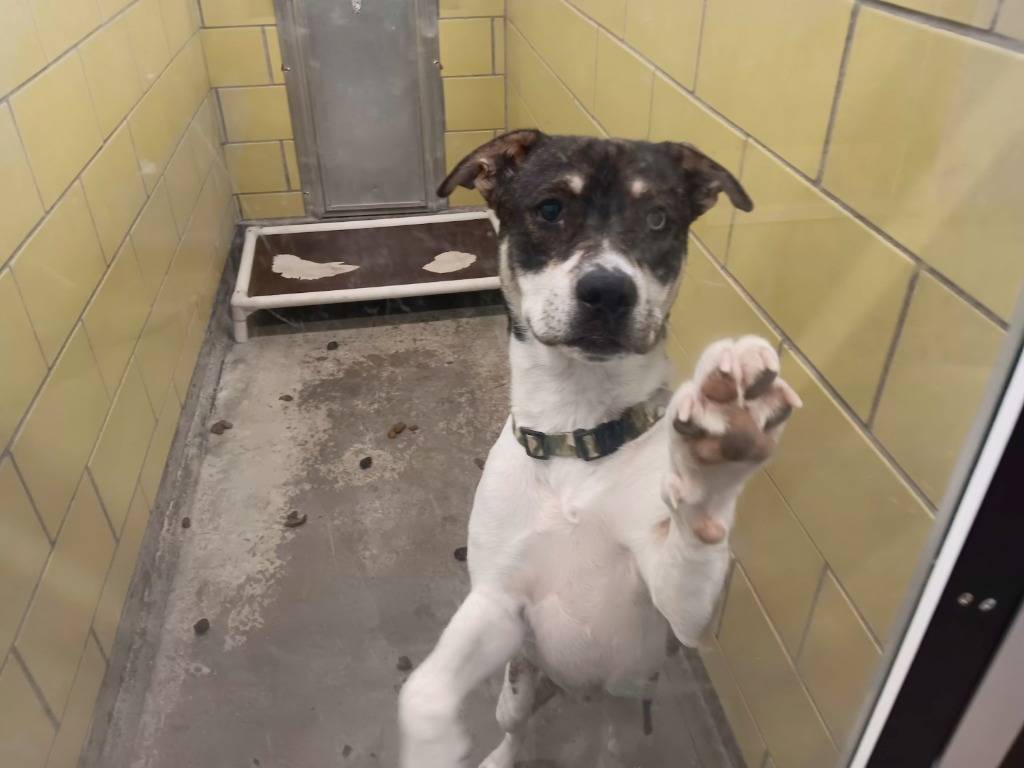 Pablo, an adoptable Mixed Breed in Minot, ND, 58702 | Photo Image 2