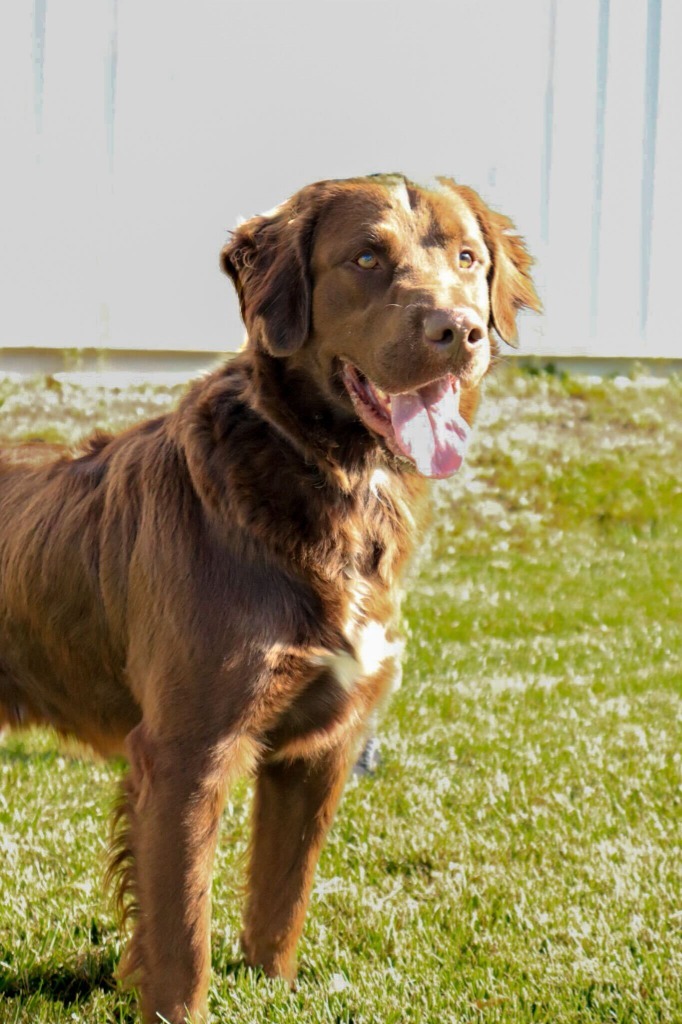 Vincent, an adoptable Mixed Breed in Minot, ND, 58702 | Photo Image 1