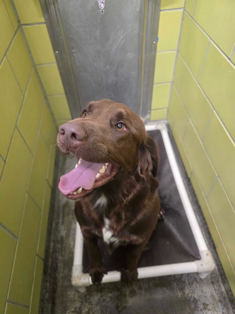 Vincent, an adoptable Mixed Breed in Minot, ND, 58702 | Photo Image 2