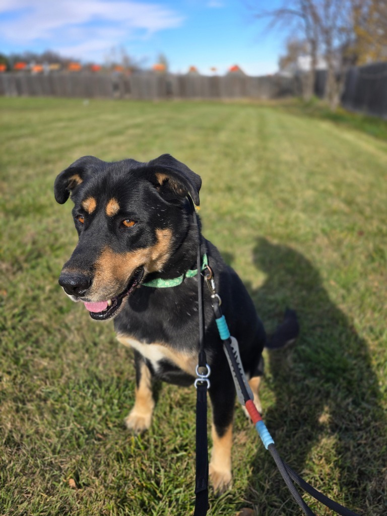 Mary, an adoptable Mixed Breed in Minot, ND, 58702 | Photo Image 1