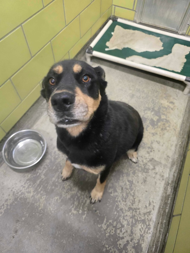 Mary, an adoptable Mixed Breed in Minot, ND, 58702 | Photo Image 2