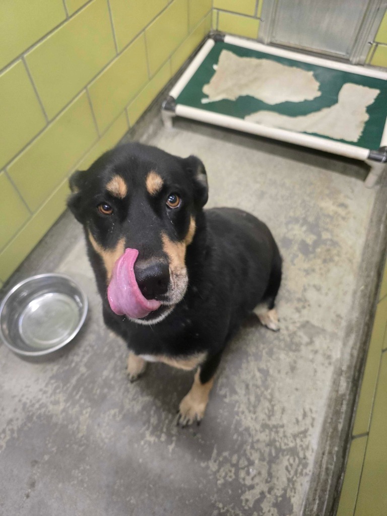 Mary, an adoptable Mixed Breed in Minot, ND, 58702 | Photo Image 3