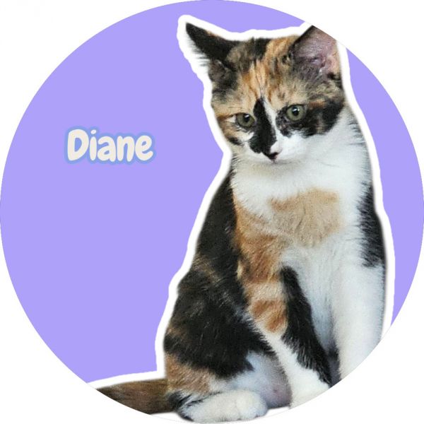 Diane photo 1